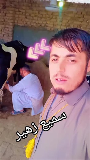 Milking Techniques in Traditional Livestock Settings