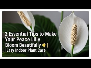 3 Essential Tips to Make Your Peace Lily Bloom Beautifully 🌸 | Easy Indoor Plant Care