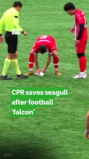 Who doesn’t love a feel-good story from seventh-tier Turkish football! Istanbul Yurdum Spor captain Gani Catan has rushed in to give an injured seagull CPR after the bird was hit by a goalkeeper’s kick. The seagull miraculously survived! “We missed out on the championship, but it’s a wonderful thing to have helped save a life,” Catan told Turkish media after the game. Keep up with all the latest live sport, news and analysis ABC listen: https://www.abc.net.au/listen/live/sport | ABC Sport