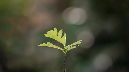 169 reactions · 35 shares | If our breadfruit grow up, they will do profound things: feed communities, restore regenerative agricultural systems, and sustain future generations of both plants and people. Let’s make sure it’s when—not if—for plants like breadfruit.  Help our plants grow up: ntbg.org/give | National Tropical Botanical Garden | Facebook