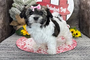 Dana - Havanese Puppy D5D99B
