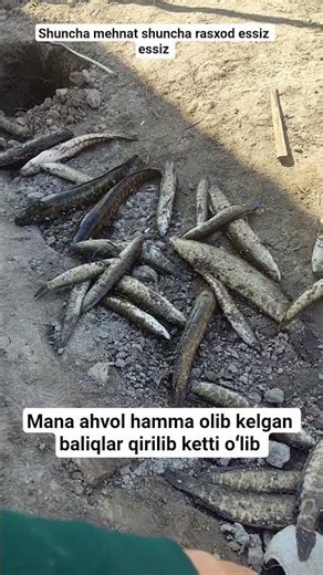 ILONBOSH boqaman degan hammaga yuboring ✈️✈️✈️ #ilonbaliq #laqqa #ilonbosh #2026