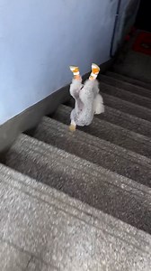 9.3M views · 469K reactions | How does this pup even do that 露_♀️ | MetDaan Animals | Facebook