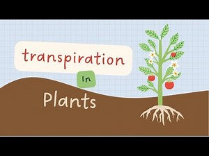 Transpiration in plants (+experiment)