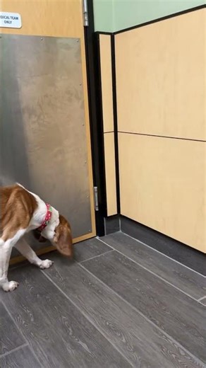 FINCH - Available for Adoption - Triangle Beagle Rescue of NC