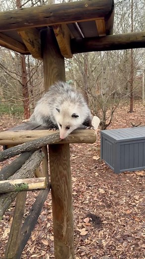 Ellie the 10-month-old orphaned opossum! As an animal ambassador at the Zoo, she is educating people about the importance of local wildlife & dispelling myths about opossums!