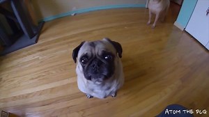"Who do YOU think ate the Cat Poop?" ~Atom | Atom The Pug