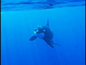 Rencontre avec les orques