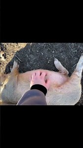 Getting scared! #pig #fypシ゚viral #farm #farmlife #fyp #fypシ