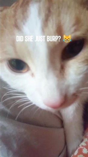 My #cat just burped… I guess? 😹💨#catburp#funnycat#catshorts#kitty#catlover#catlife#lolcats#funny#pet