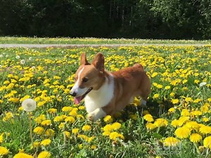 I love earth | Loki & Friends