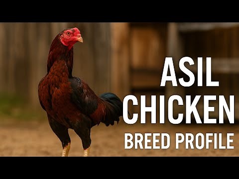 Chicken Breed Profile - The Asil (Aseel)
