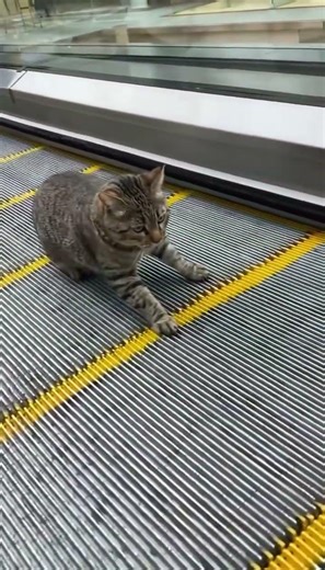 This Cat Tried to Walk Up the Wrong Escalator #ai #sora2 #animals