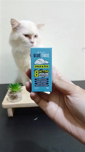 Cara Mengobati Flu pada Kucing dengan Olive Care