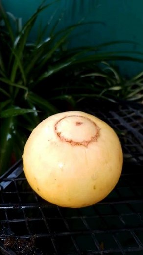 How to grow Canary melon plant at your home