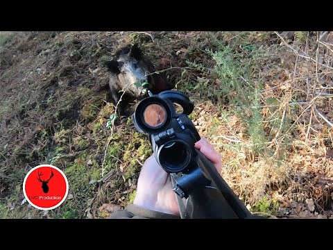 CHASSE EN BATTUE : Charge et tirs de sangliers 2021 - LVC Production
