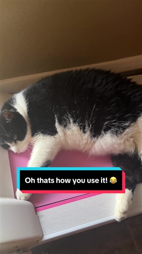 Little Bit is demonstrating how to properly use a treadmill! #catsoftiktok #cats