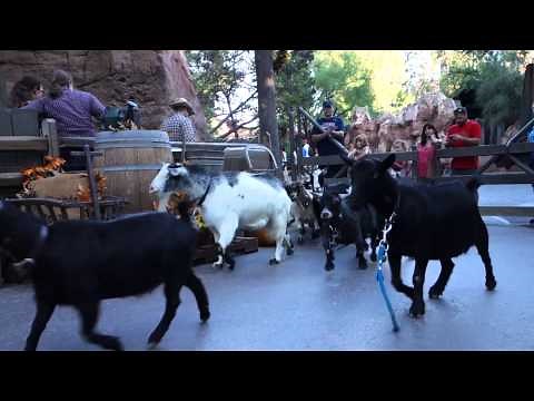 Disneyland - "Running of the Goats" at Big Thunder Ranch