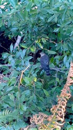 Hawk just after its meal got away -- #washingtonstate #birds #bird #nature #wildlife #americanbirds