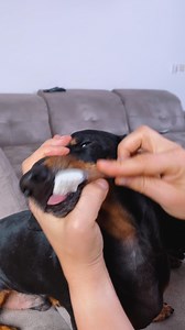 375K views · 1.2K shares | In our family, even regular teeth brushing turns into a fun competition. Be the first to climb the sofa, lick more toothpaste, lick your brother nose. Winner get mommy's kisses! But sometimes it seems to me that mommy does not fully understand the rules... How to explain to her that the winner is the one who ate more toothpaste, and not the one who well behaved? | Puppy Jay & Doxie Din | Facebook