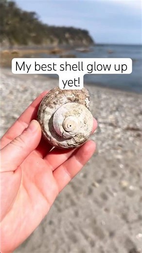 Cleaning a Beautiful Seashell | Ocean Treasure Transformation 🌊🐚 #shorts