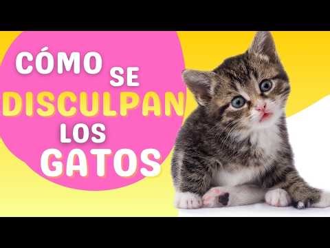 Pueden los gatos pedir disculpas a los humanos?