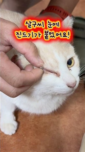 Cat with a swollen eye from a tick