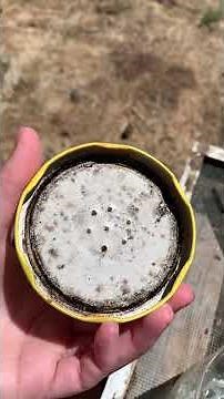 Easy DIY open feeder for honey bees 🐝