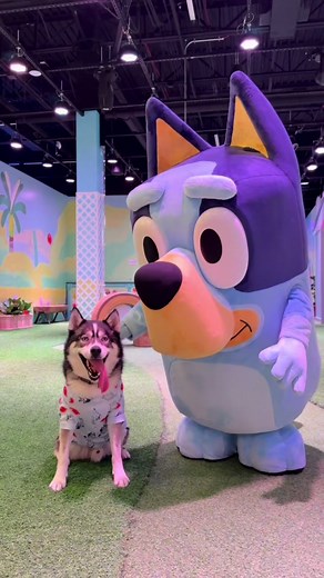 Husky's Bluey Experience at CAMP Miami | Special Invitation