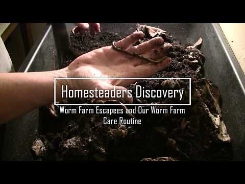 Red Wiggler Care and Feeding