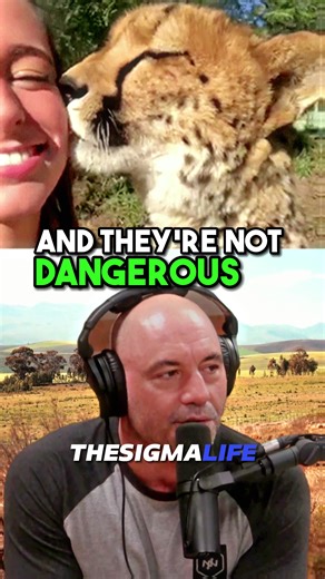 Are Cheetahs Dangerous to Humans? Exploring the Truth