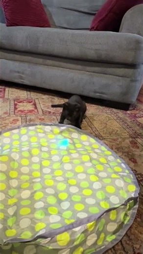 Benefits for Cats and Owners