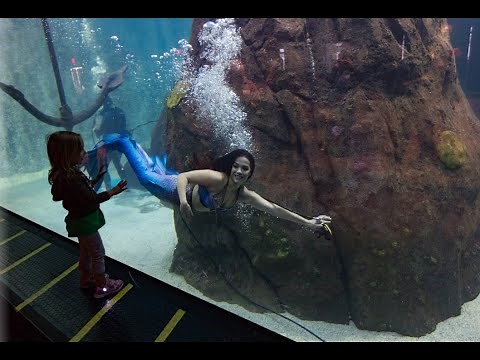 Mermaids are Swimming to Adventure Aquarium!