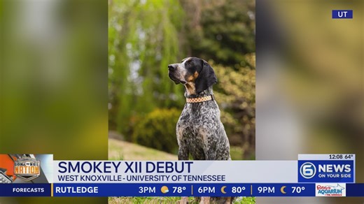 New UT mascot, Smokey XII, to debut in Orange and White game