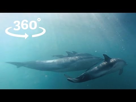Dolphin Dive VR / 360 Wild Dolphin Experience Wales