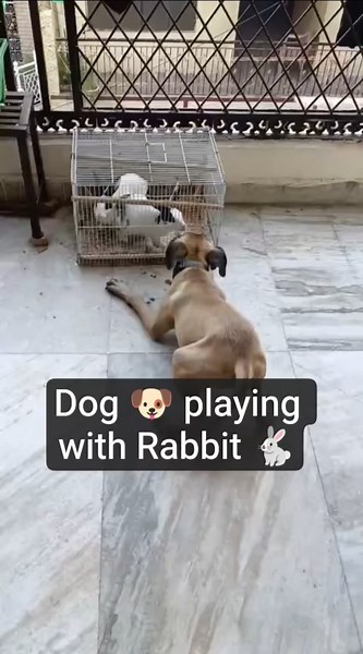 Fight 👇“Dog vs Rabbit Fight 🐶🐇 | Shocking Animal Fight You Must See!