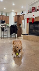 Tub trying to get a game of fetch going with Blue 🏎️ #goldenretriever #tub #blue #goldenbros # | The Golden Bros Tub & Blue