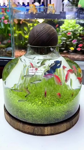 Enhance Your Fish Tank Aquarium Experience