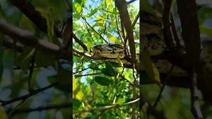 Python Perched High In A Tree: Must-See Moment