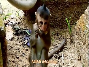 Amazing! Baby Monkey Cries Calls Mom Until Pass Stool, Baby Monkey Tries Clean Himself. | MiMi Monkey