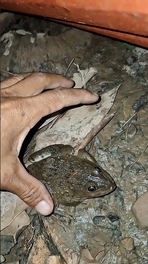 Toad And Frog Funny make you laugh | frog Funny