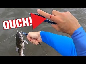 Stung by a Hardhead Catfish (Painful!)