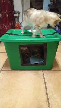 🐈Nesting box. Making a new nesting box for the outsideapusses🐈‍⬛❤️Plz like & sub for more 🐈love.❤️