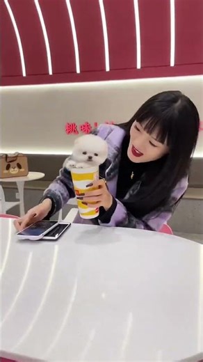 #Teacup Dog #Funny #Purebred Poodle #Small Dog #Cute Pet