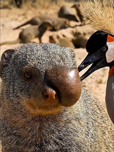Dr. Moro: African Grey Crowned Crane Helps a Mongoose in the Wild 😳 In the heart of the African savanna, a mongoose had a noticeable swollen bump. An African Grey Crowned Crane carefully stepped in and removed a hidden parasite from the bump. Even the smallest helpers can make a big difference in the wild. 🌿 Doctor Moro observes the unexpected heroes of nature. 👁️ #doctormoro #aianimals #savannah #mongoose #greycrownedcrane