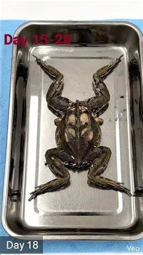 50 Days Frog Decomposition Lab Study | Amphibian to Skeleton #shorts #science #viral