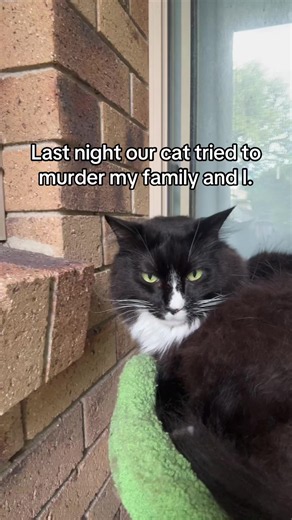 Cat 'murder mittens': why cats attack at night and how to stop it