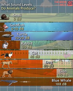 What Sound Levels Do Different Animals Produce? - In this animation, we show the sound levels produced by different animals. From the loud roar of a lion to the complete silence of a snail, discover how these creatures communicate with sound—or not at all! | The Brain Maze