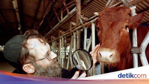 Soal Sapi Merah Israel, Konon Ritualnya Sedang Dipersiapkan