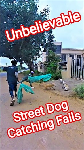 Gojo Dog Catching Fails #dog #gojo #fail #streetdogrevival #ytviral